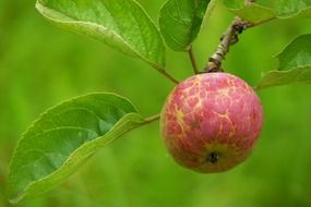 Apple on branch