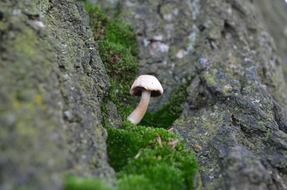 mushroom toadstool in the forest