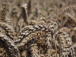 spikes of wheat