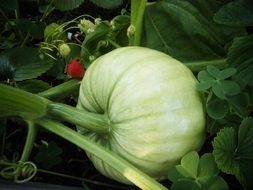 white pumpkin in the orchard