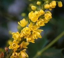 the Oregon state flower, mahonia