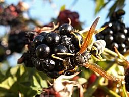 wasp dit on the raspberries