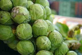 brussels cabbage for sale