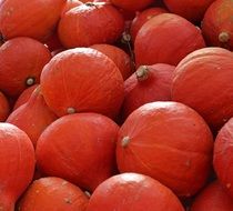 harvest of pumpkin Hokkaido close-up