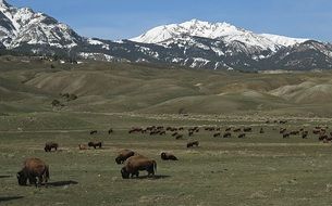 Herd of buffalo in a meadow