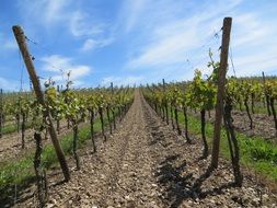 rows of grapes in viticulture