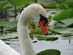side view of a white swan on a pond