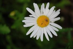 top view of a daisy