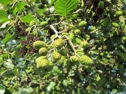 alnus glutinosa, alder branch with seeds