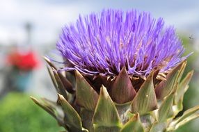 blossom of artichoke flower