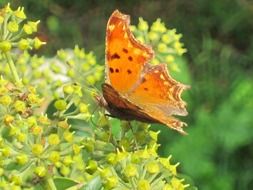 brown butterfly on yellow inflorescences close-up on a blurred background