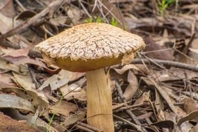 hairy mushroom in the forest