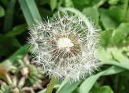 Natural dandelion in a grass close-up on blurred background