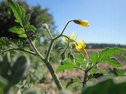 yellow flowering of the tomatoes