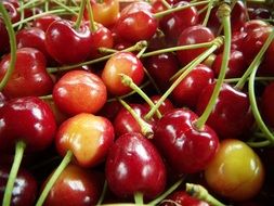 cherries red fruit