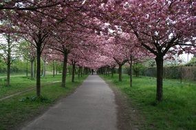 the Avenue of cherries