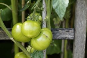 green tomatoes in branch