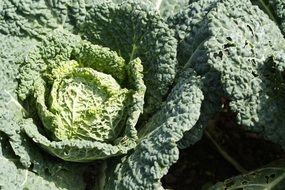 closeup of savoy cabbage