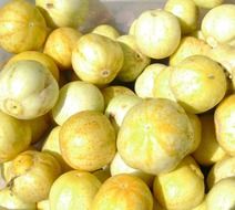 pale yellow pumpkins