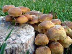 mushrooms on a stump