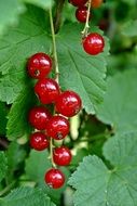 red currant is a vitamin berry