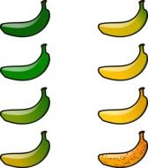 drawn periods of ripening banana