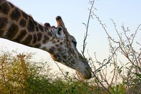 giraffe in thorn bush