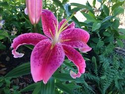 hibiscus Biltmore