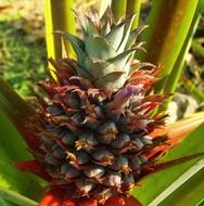 growing pineapple outdoors