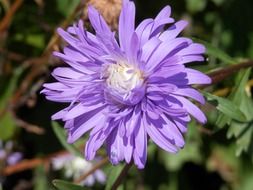 purple aster floral plant close-up