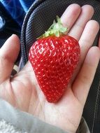 fresh strawberry