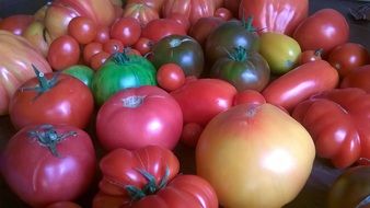 Tomatoes of different types