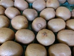 ripe kiwi in a box
