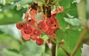 beautiful red currants on the branch