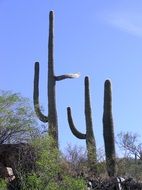 tall saguaro cactus of southwest