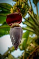 elongated purple banana plant on a tree