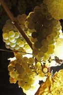 white grapes in viticulture