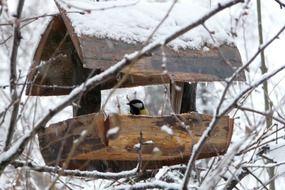 big tit in bird feeder at winter