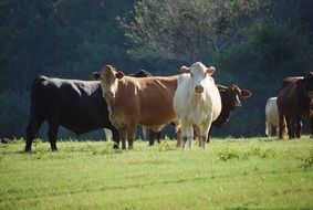 a herd of cows on a farm land