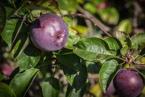 fresh plum tree