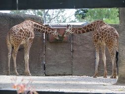 giraffe zoo