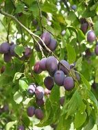 Purple plum tree in the yard