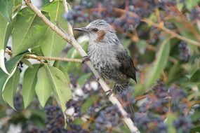 small bird on branch