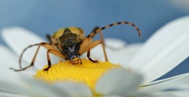 insect on a pointed flower in nature