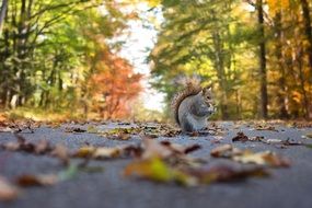 squirrel on track in autumn park