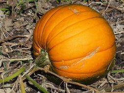 orange pumpkin vegetable in the garden close-up