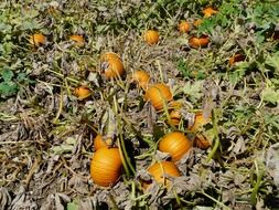 large-fruited pumpkin