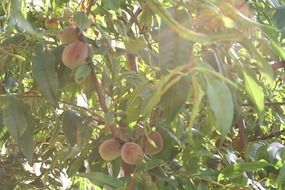 peach wood