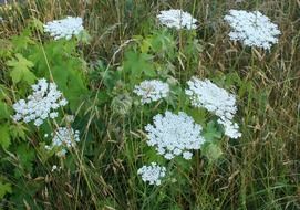 Queen Anne's lace in the grass close-up