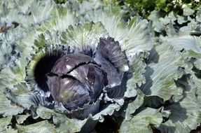 cabbage on garden bed